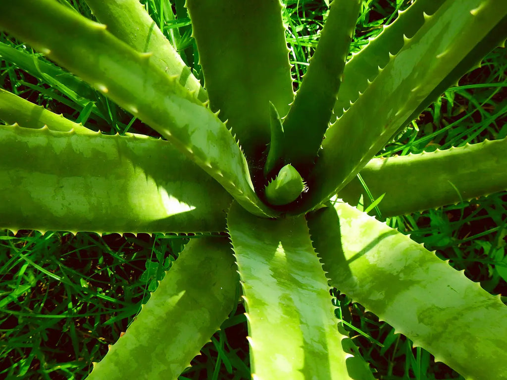 Benefits of Aloe Vera for Hair, Skin and Weight loss